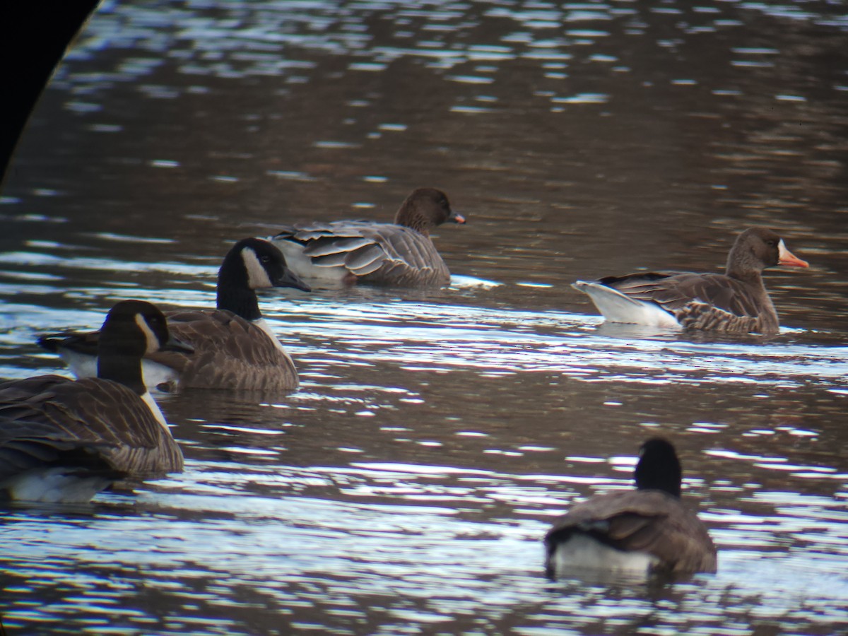Pink-footed Goose - ML646004578