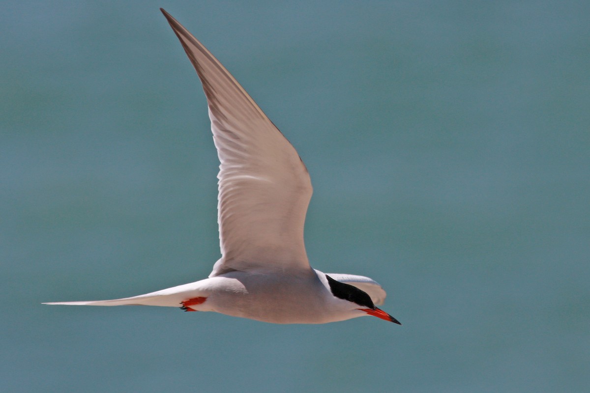 Common Tern - ML646004580