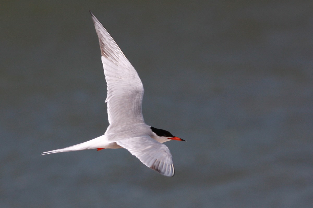 Common Tern - ML646004581