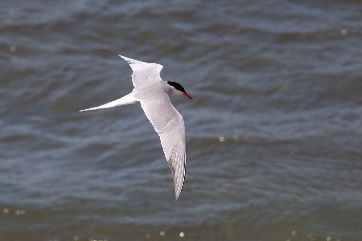 Common Tern - ML646004582