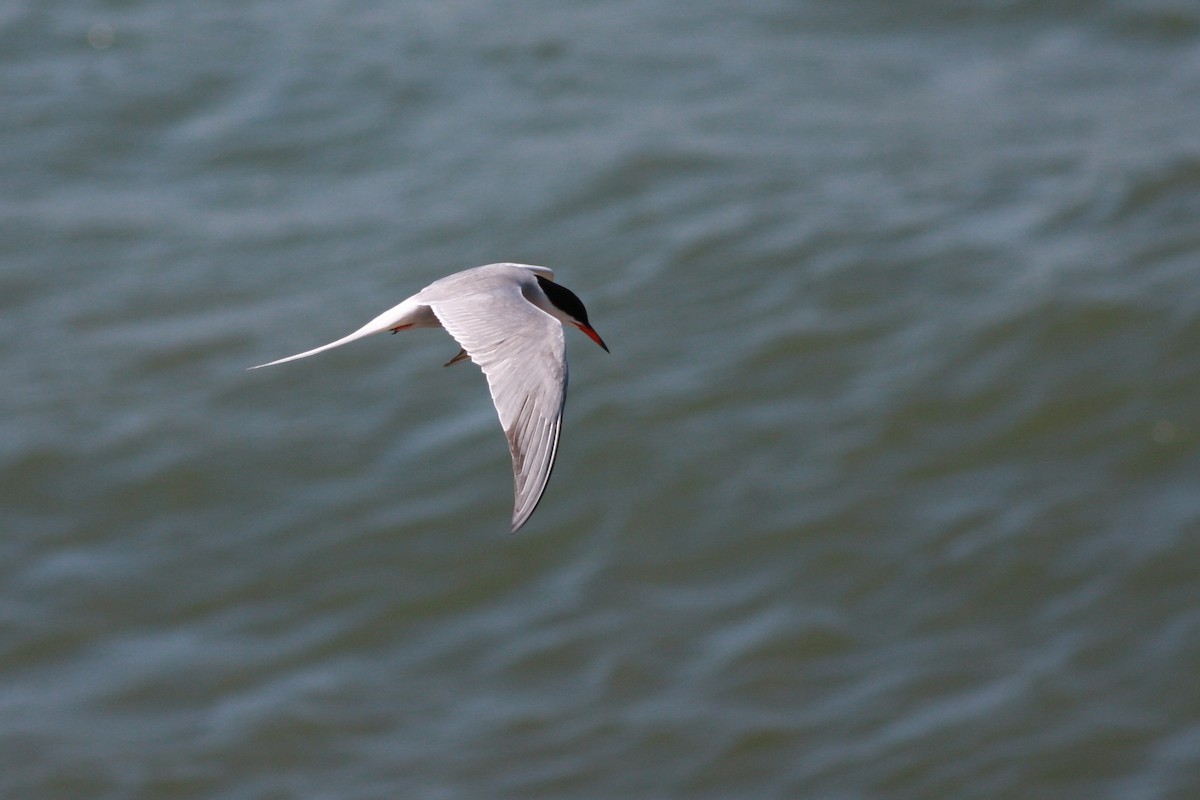 Common Tern - ML646004583