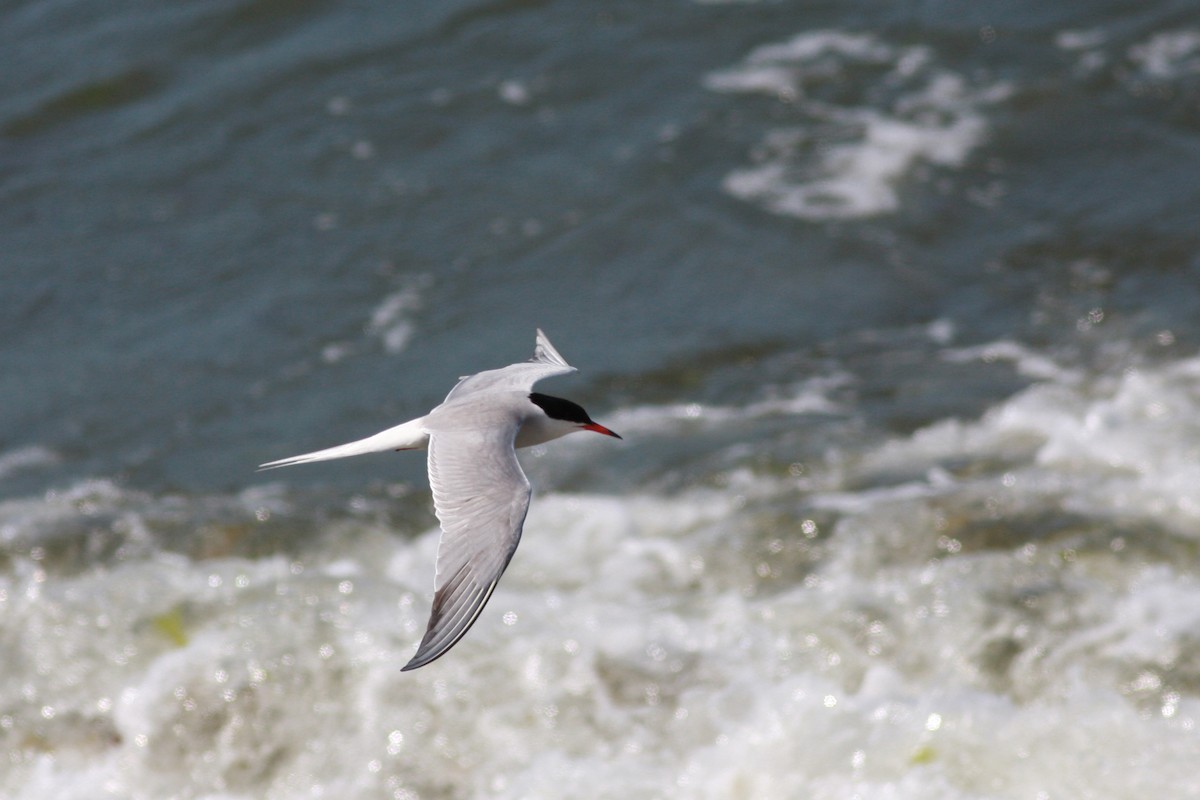 Common Tern - ML646004584