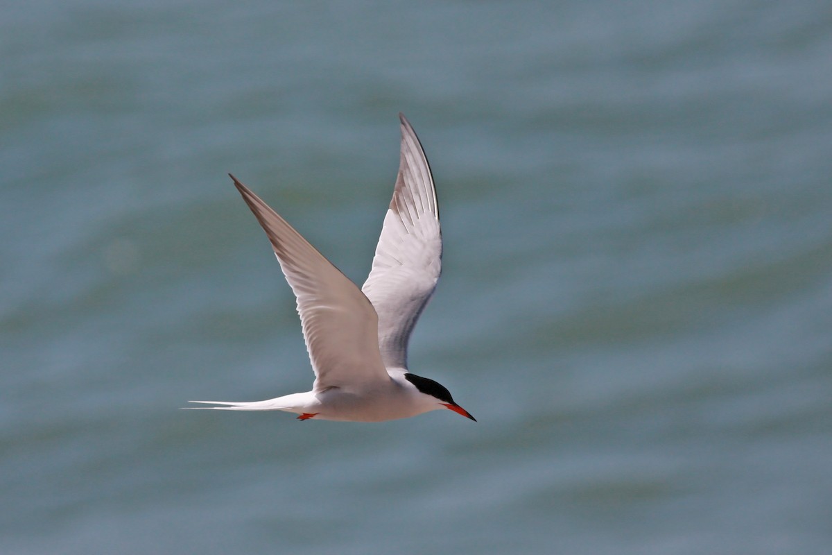 Common Tern - ML646004585