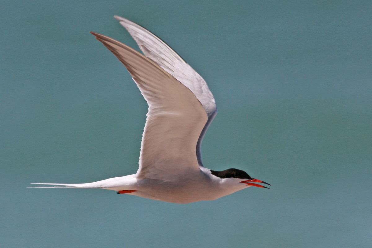 Common Tern - ML646004587