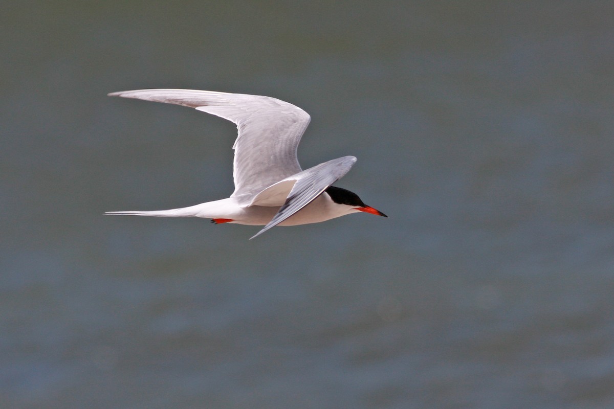 Common Tern - ML646004588