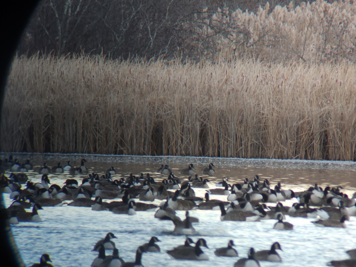 Barnacle Goose - ML646004594