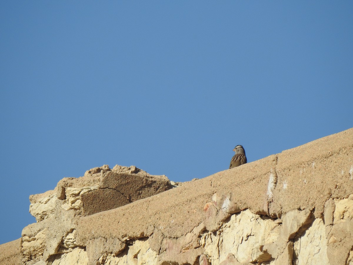 White-crowned Sparrow - ML646004600