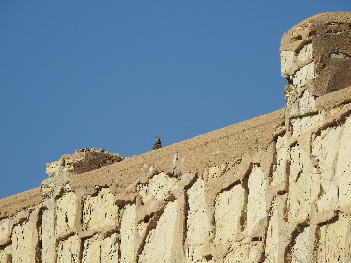 White-crowned Sparrow - ML646004601