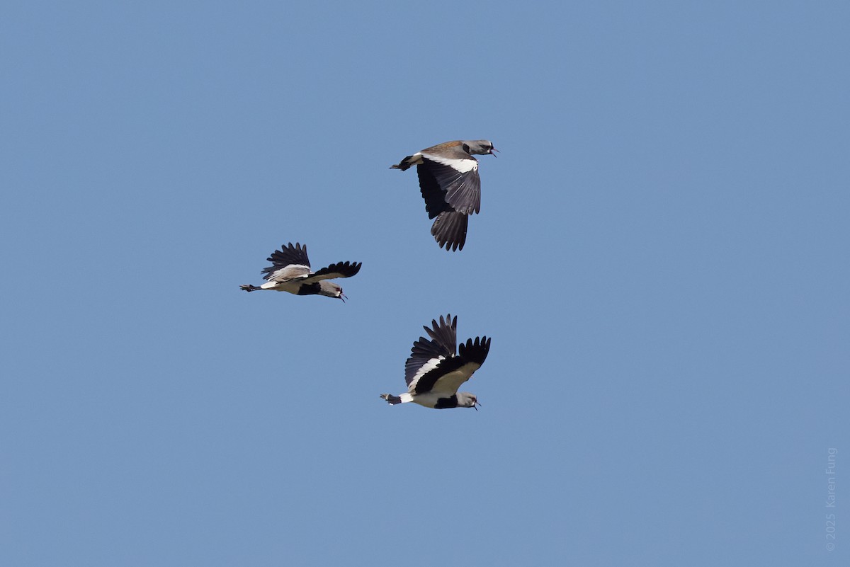 Southern Lapwing - ML646004620