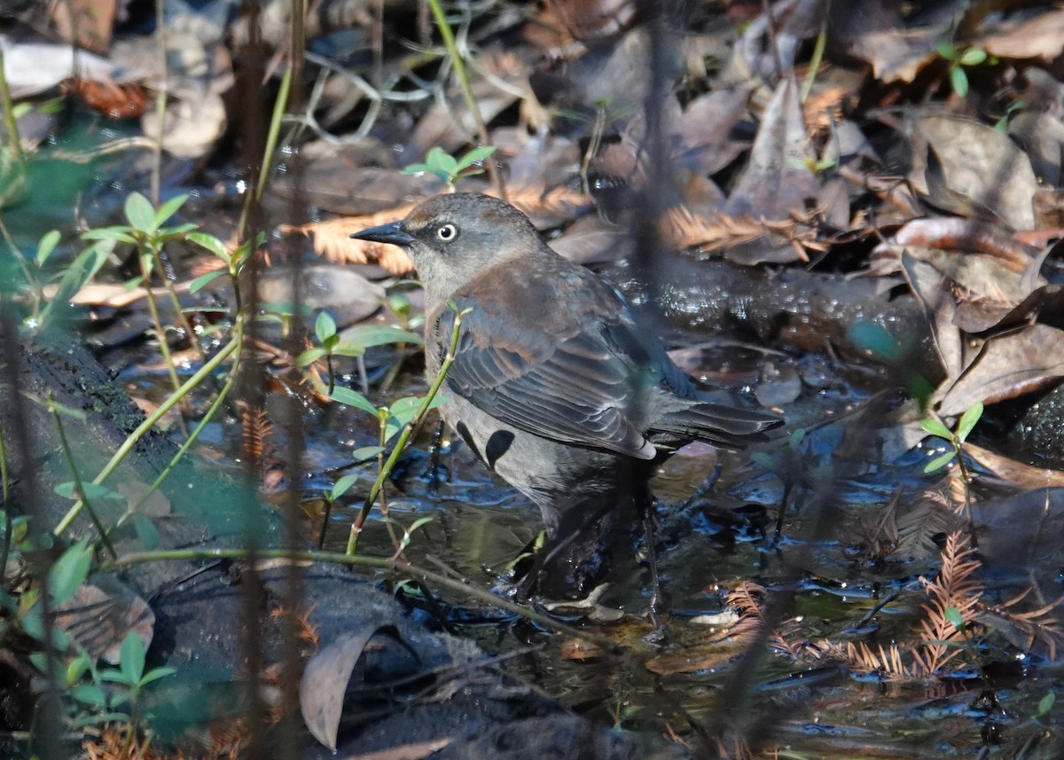Rusty Blackbird - ML646004638