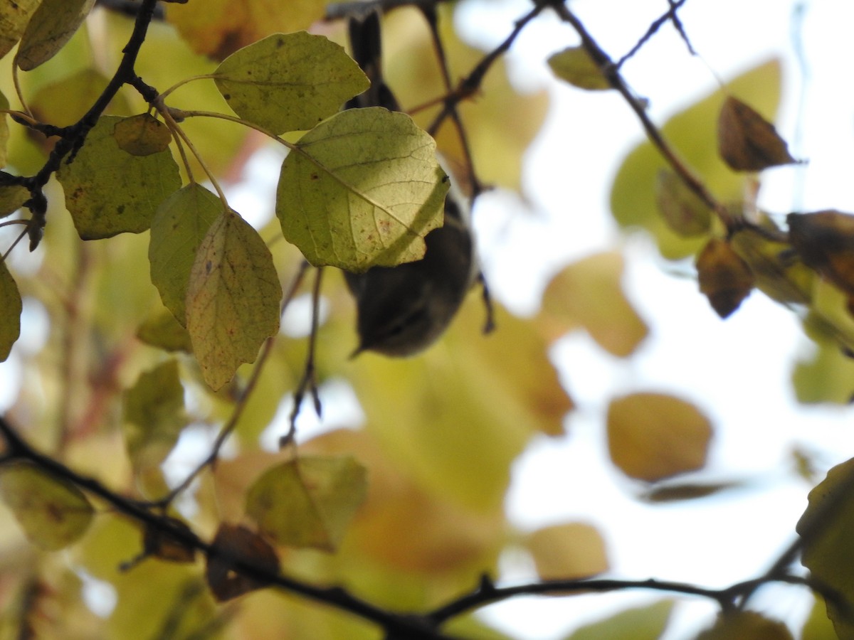 budníček pruhohlavý - ML646004640