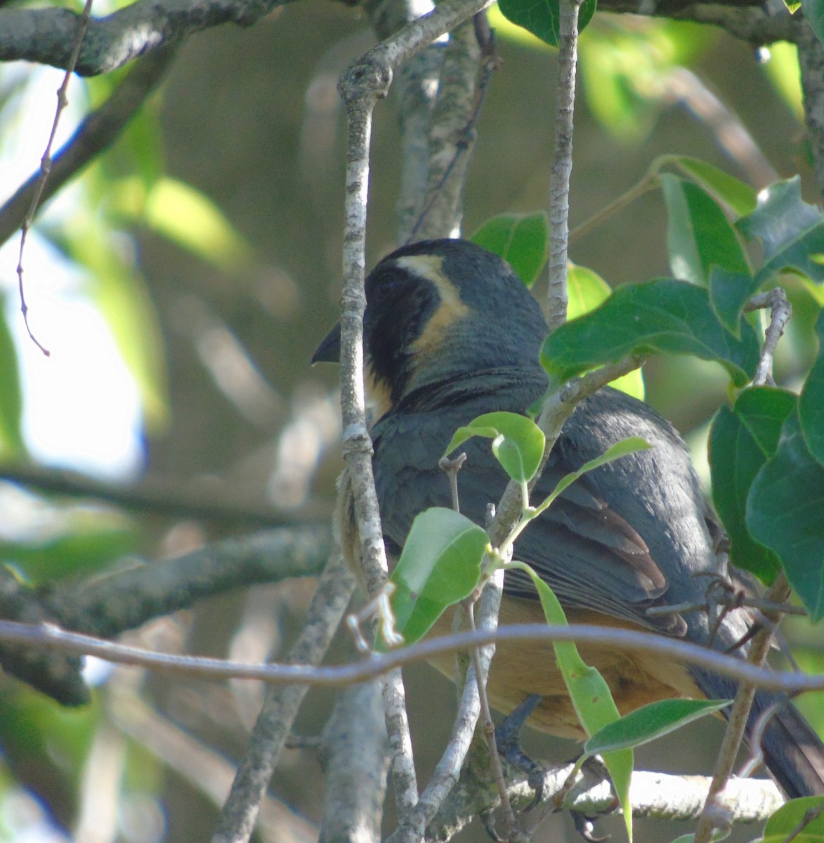 Golden-billed Saltator - ML646004648