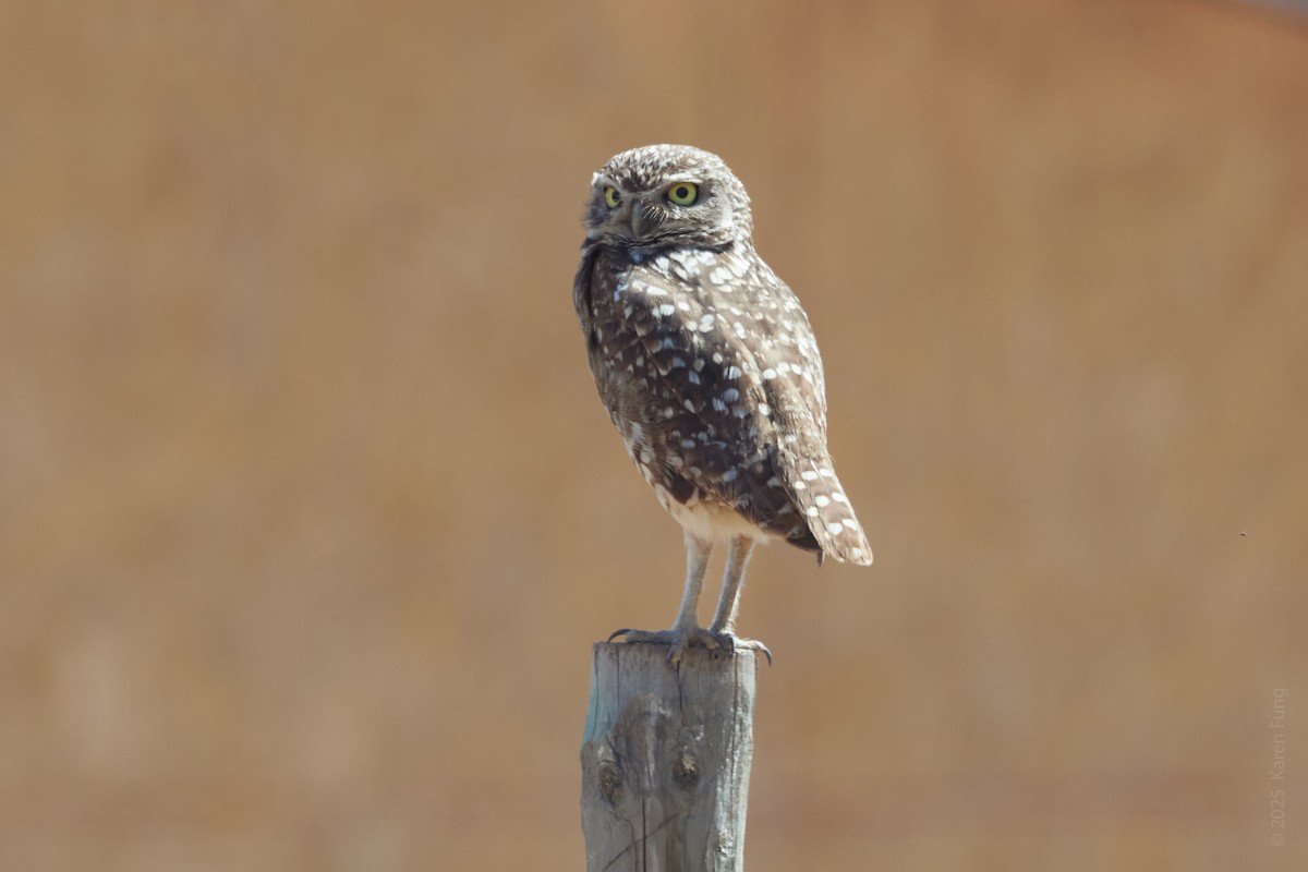 Burrowing Owl - ML646004649