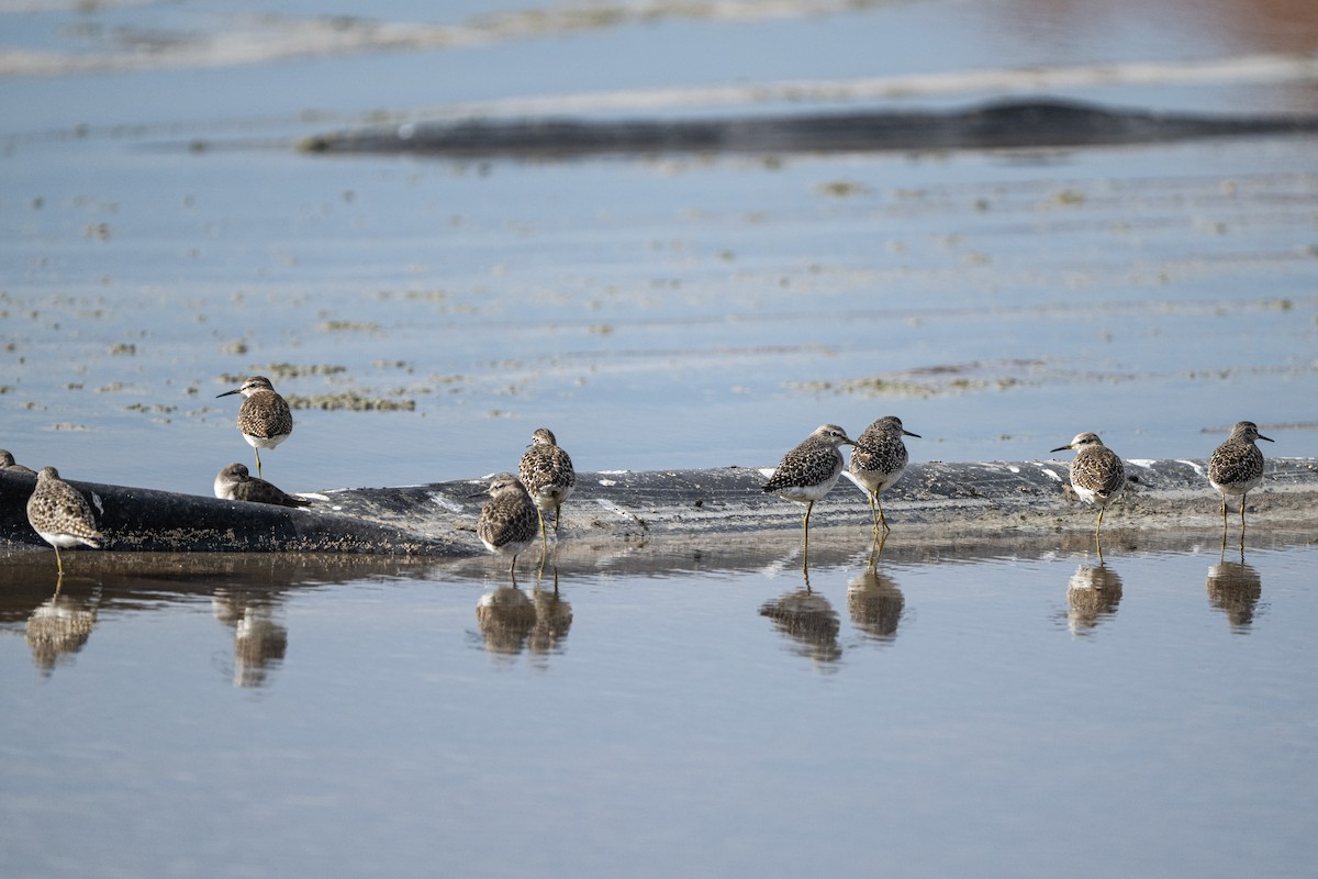 Wood Sandpiper - ML646004653
