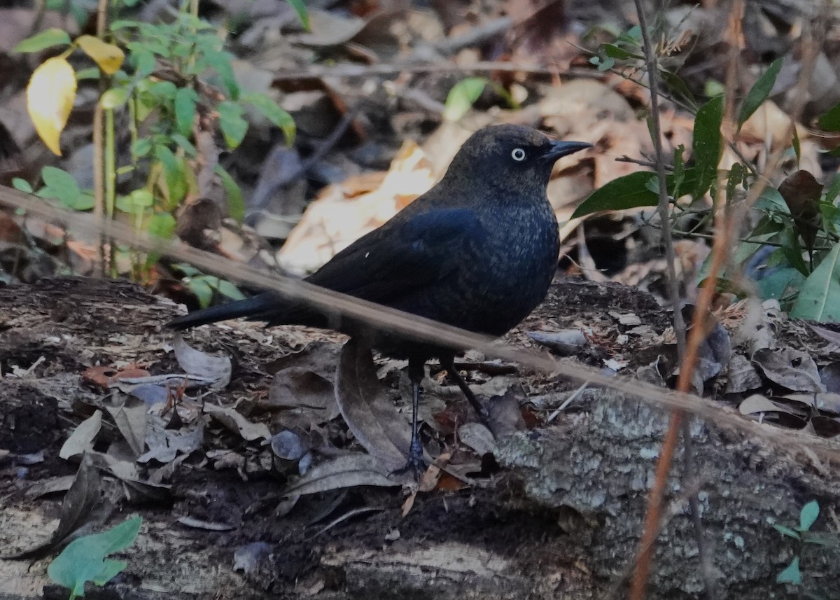 Rusty Blackbird - ML646004655