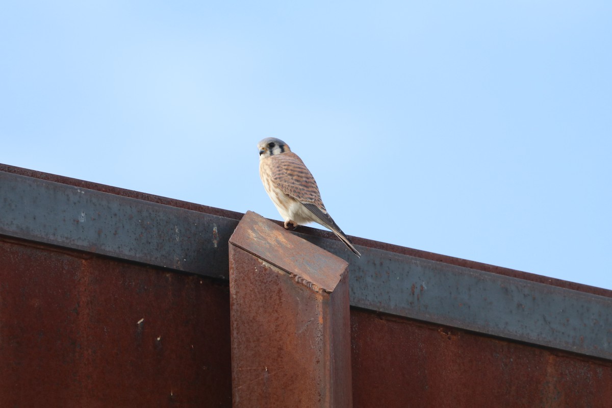 American Kestrel - ML646004674
