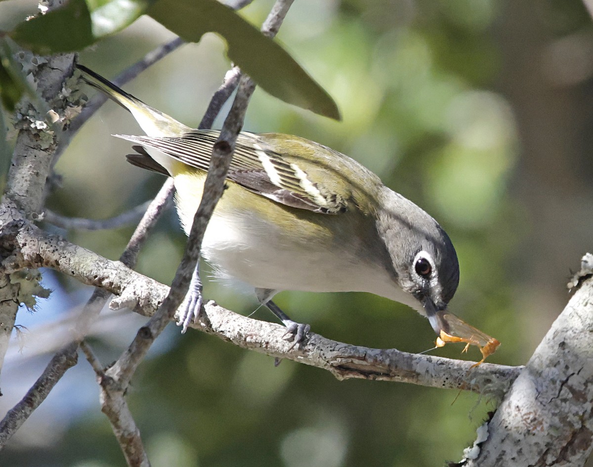 Blue-headed Vireo - ML646004678
