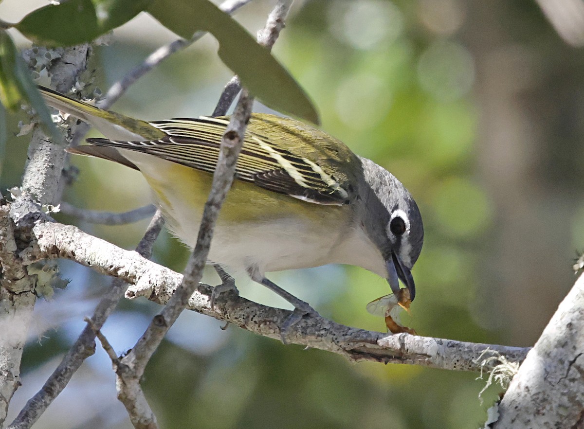 Blue-headed Vireo - ML646004679