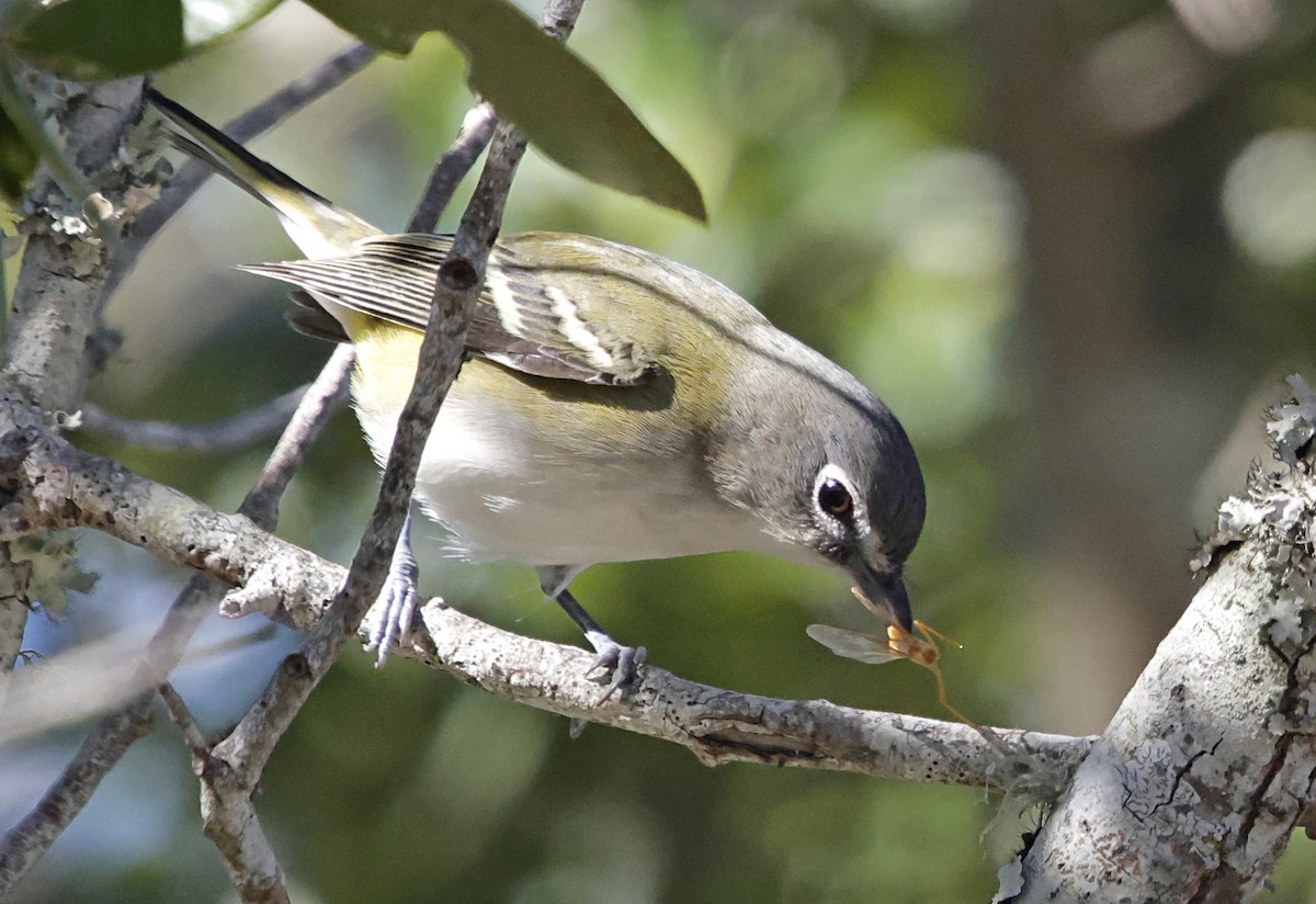 Blue-headed Vireo - ML646004680