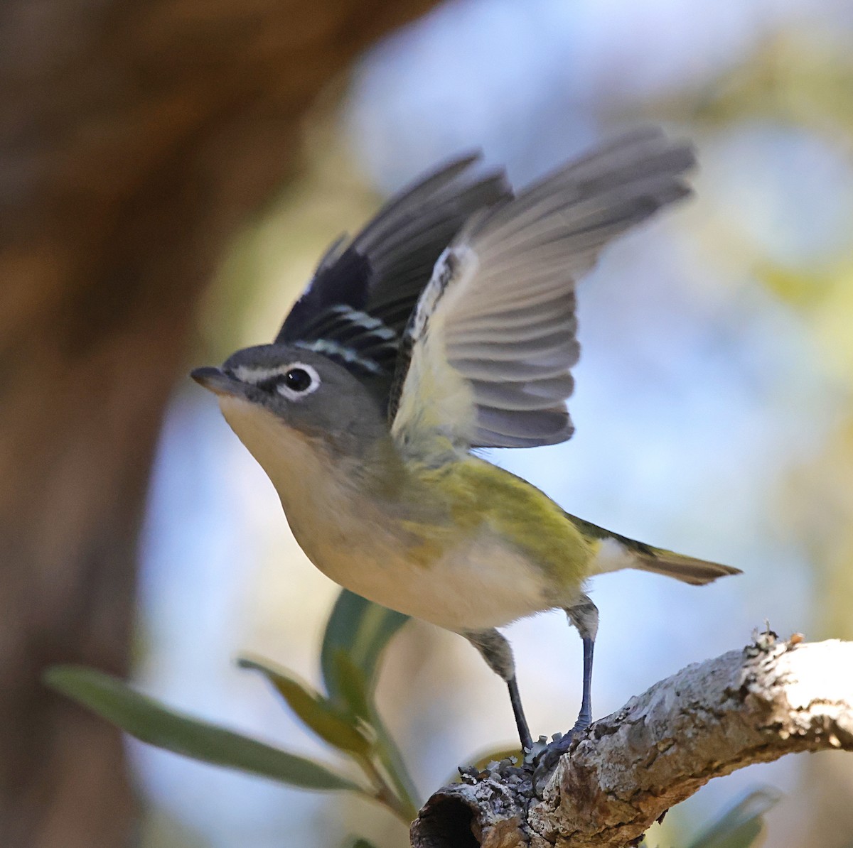 Blue-headed Vireo - ML646004682