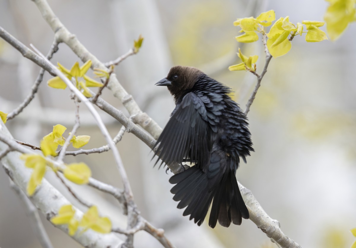 Brown-headed Cowbird - ML646004684
