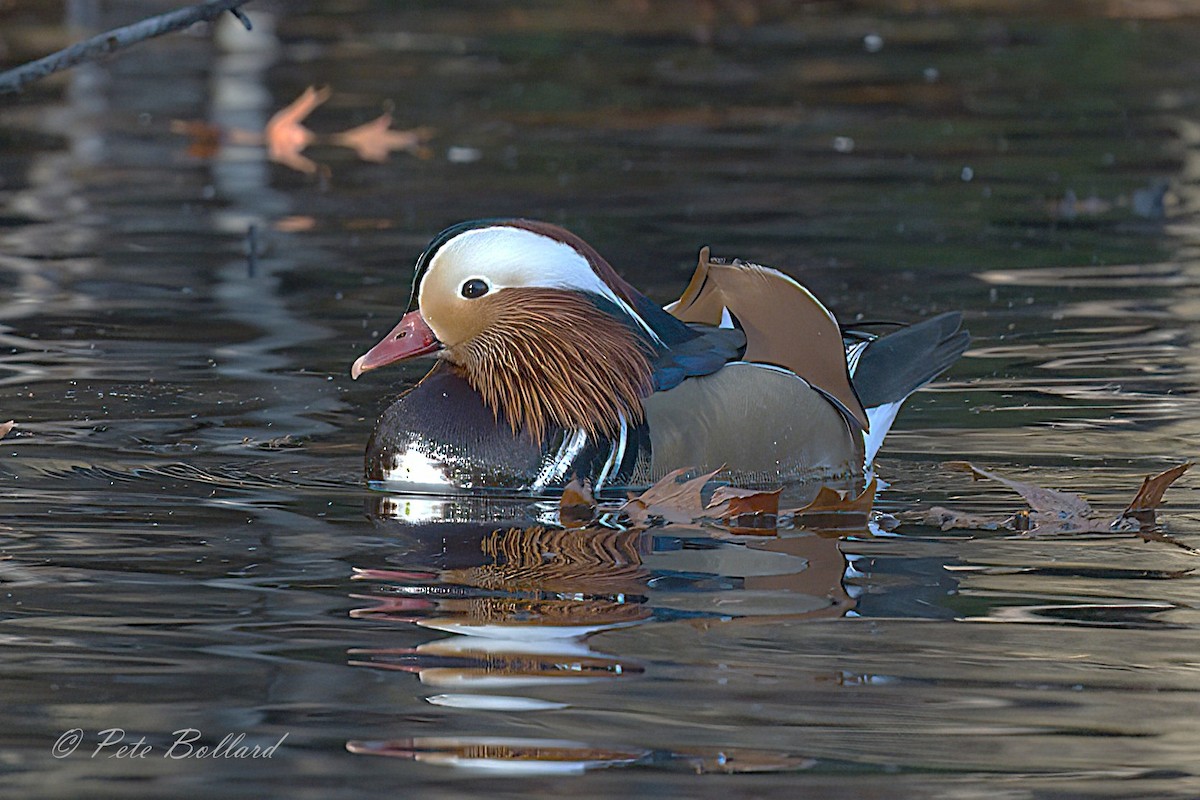 Mandarin Duck - ML646004703