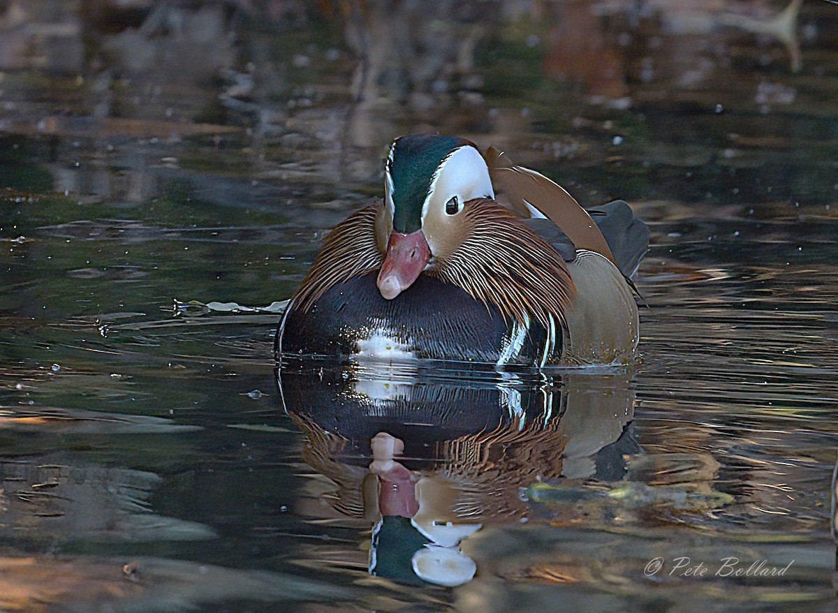 Mandarin Duck - ML646004704