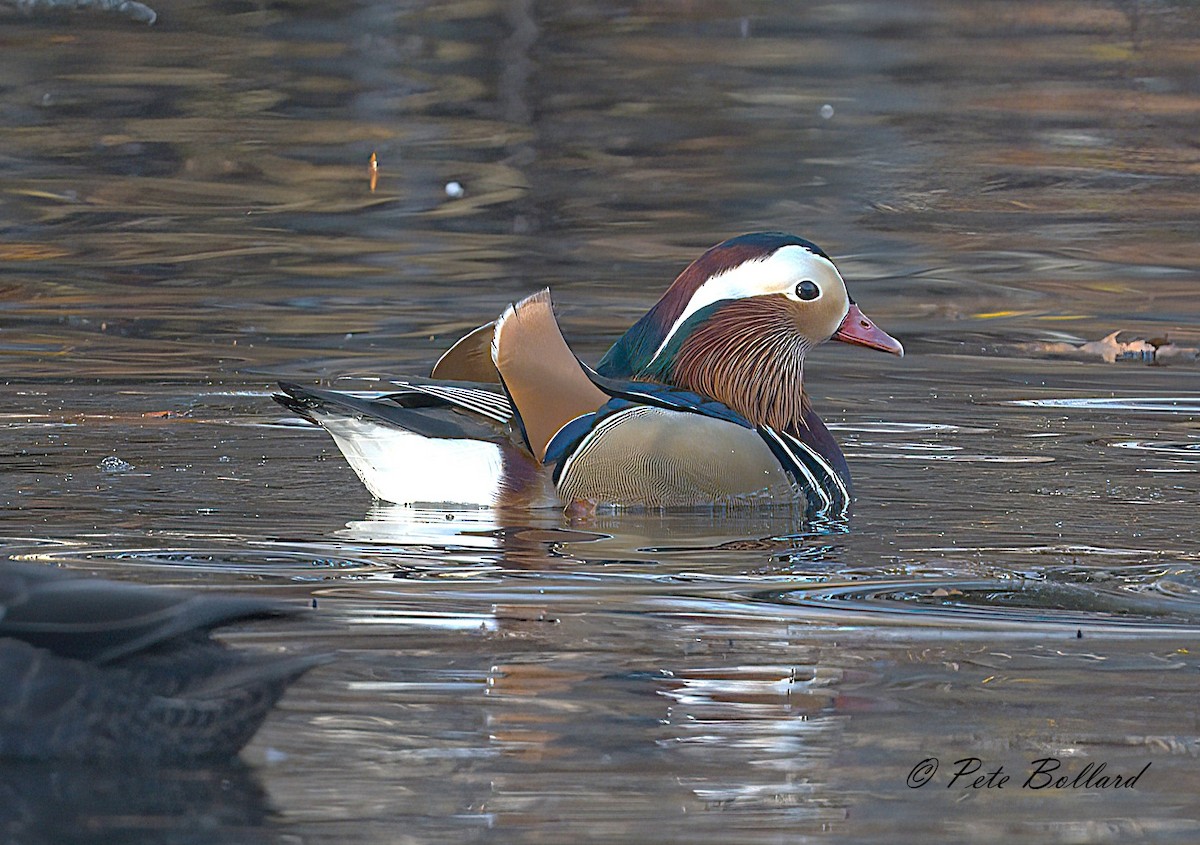 Mandarin Duck - ML646004705