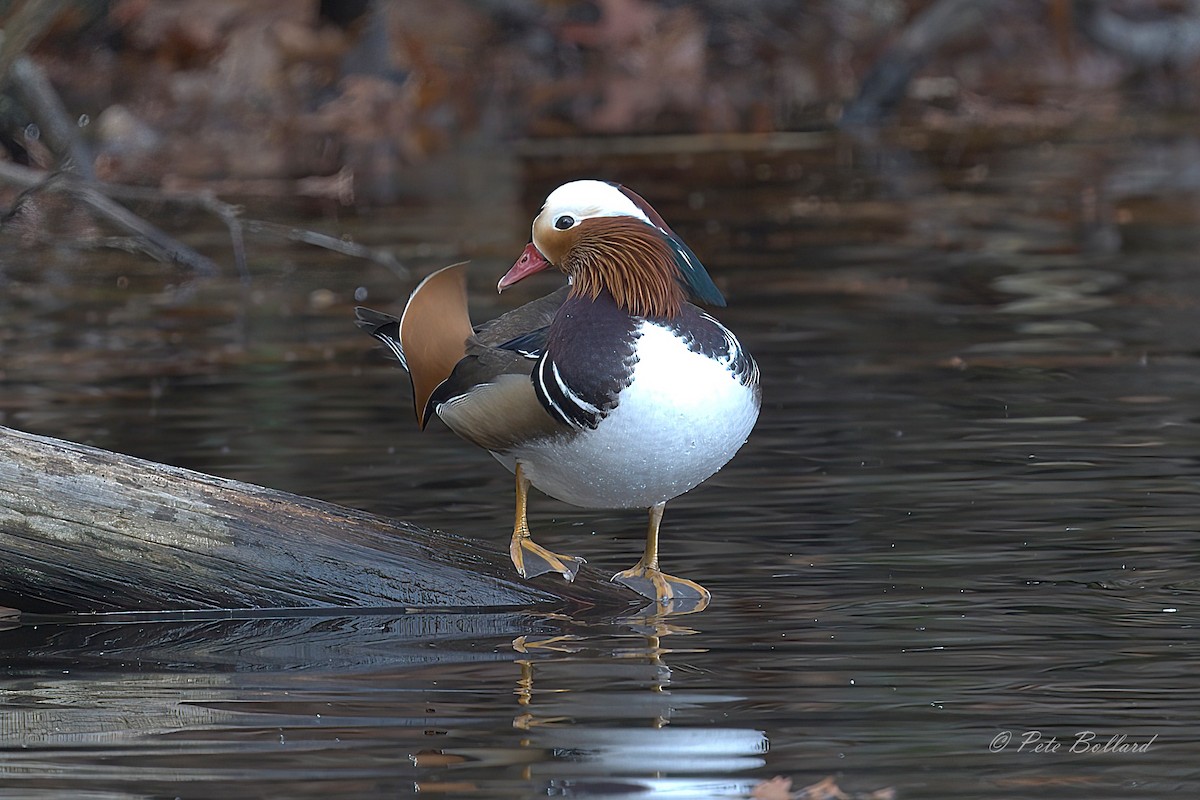Mandarin Duck - ML646004706