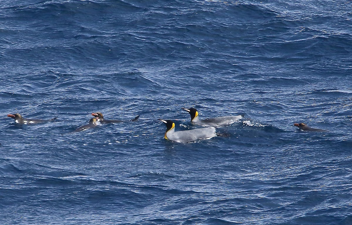 King Penguin - ML646004709