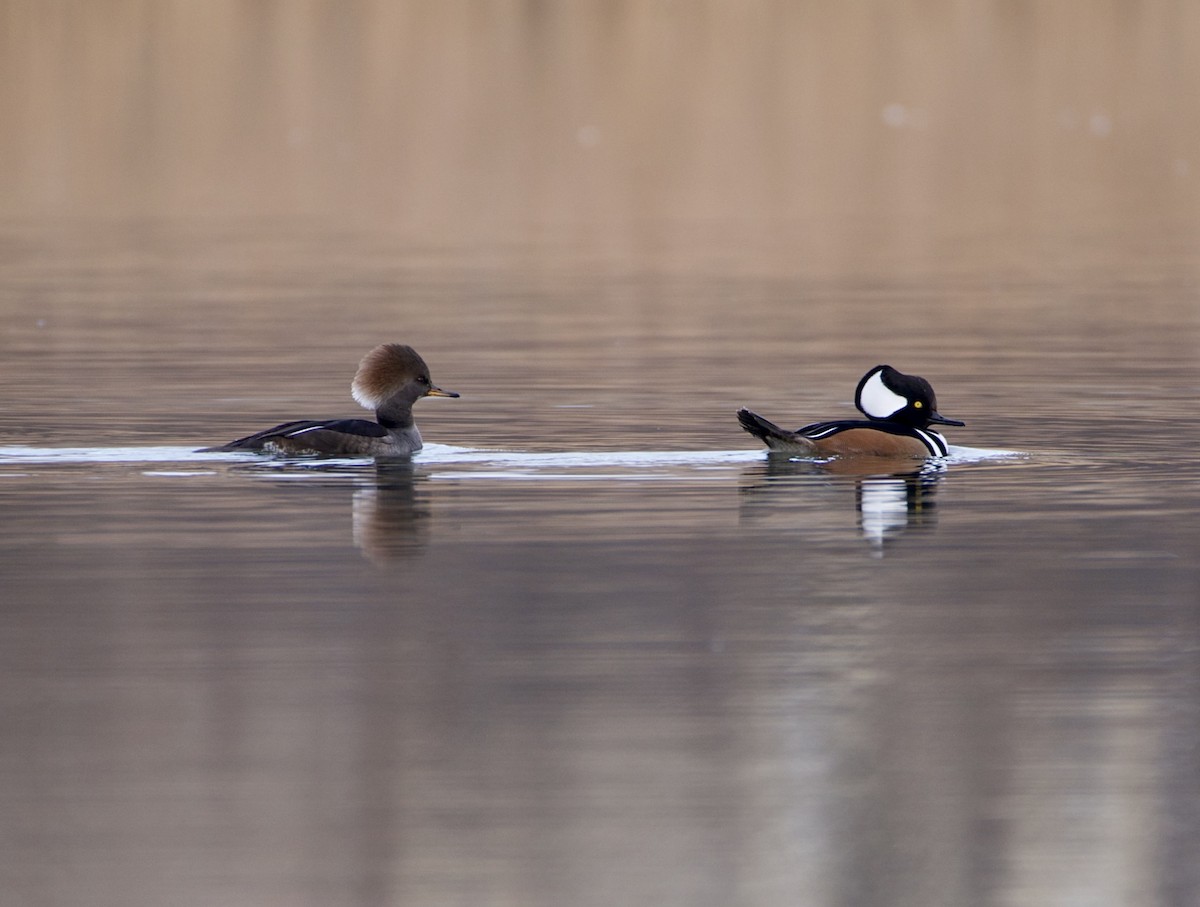 Hooded Merganser - ML646004710