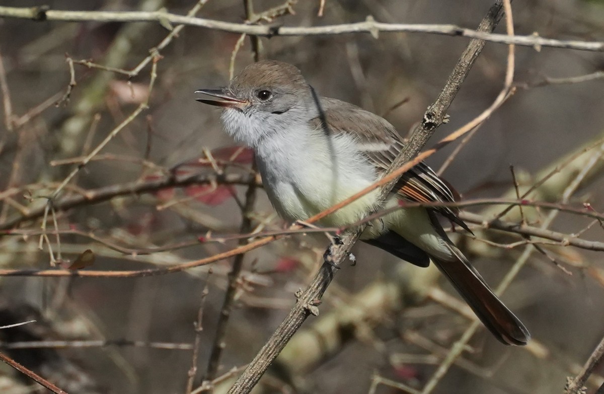 Ash-throated Flycatcher - ML646004714