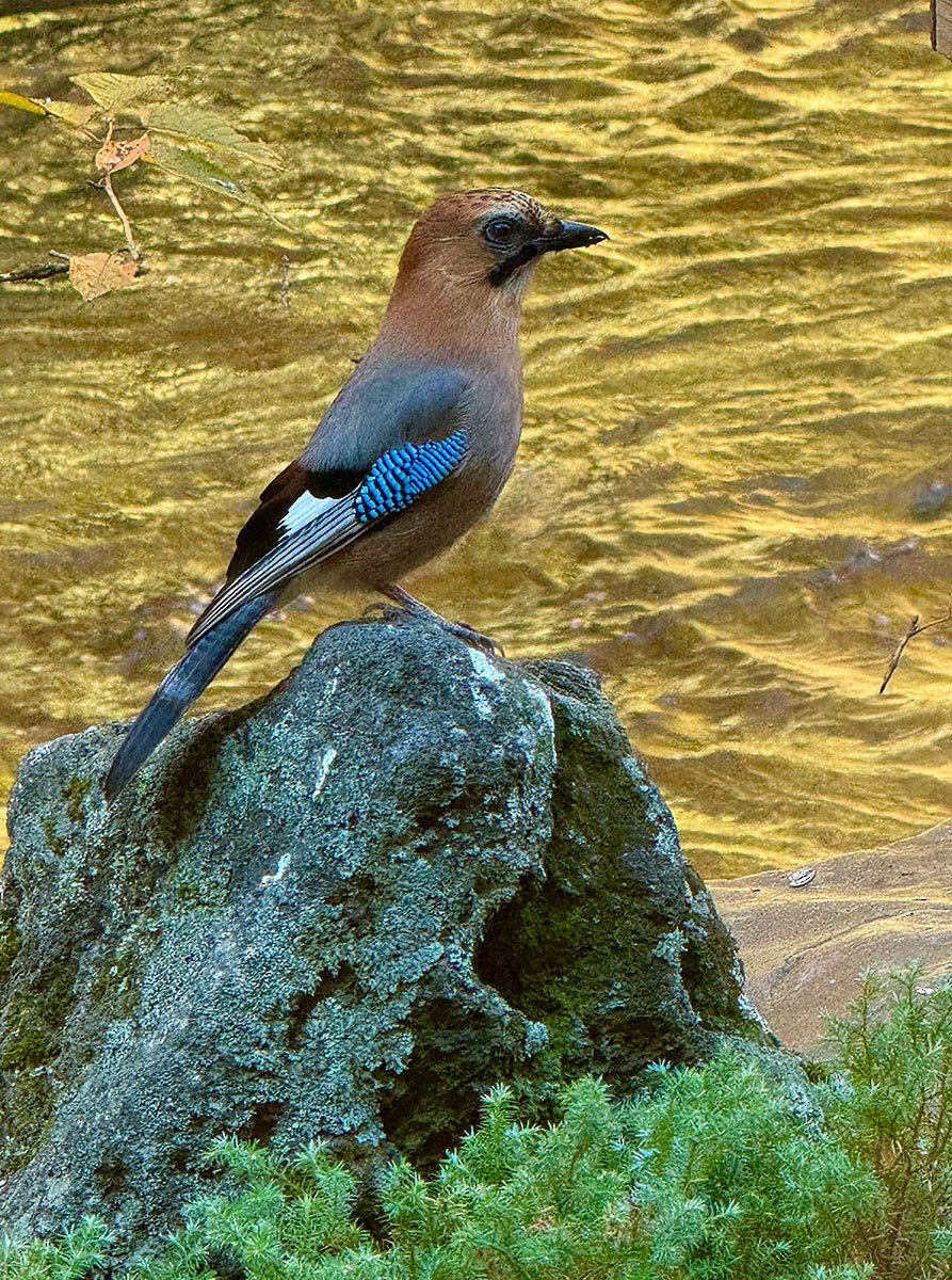 松鴉 - ML646004716