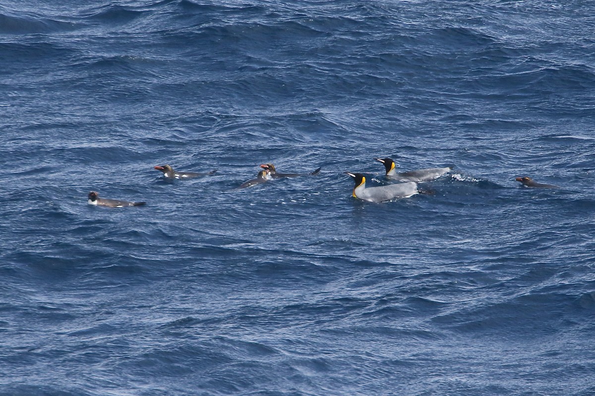 Macaroni Penguin - ML646004722