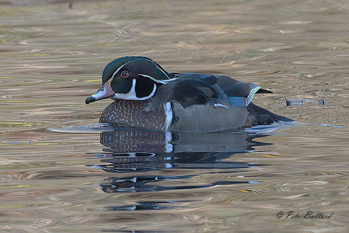 Wood Duck - ML646004724