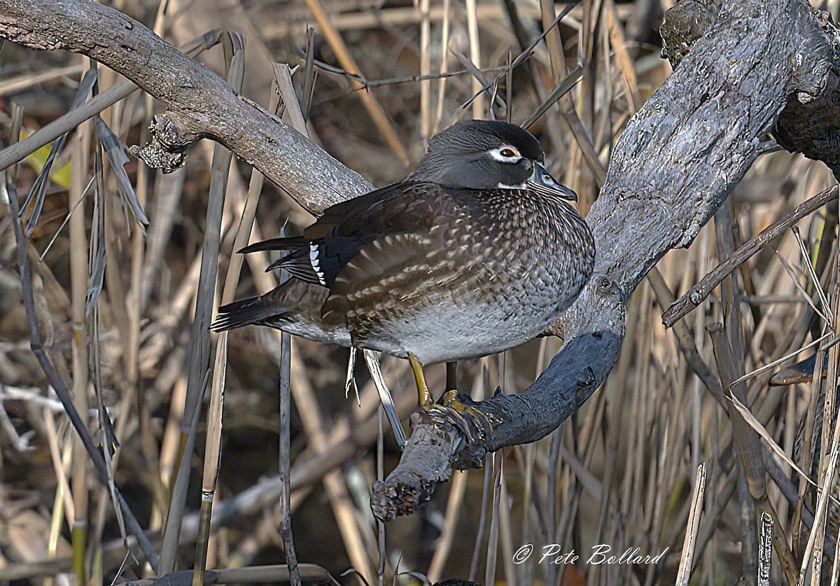 Wood Duck - ML646004725