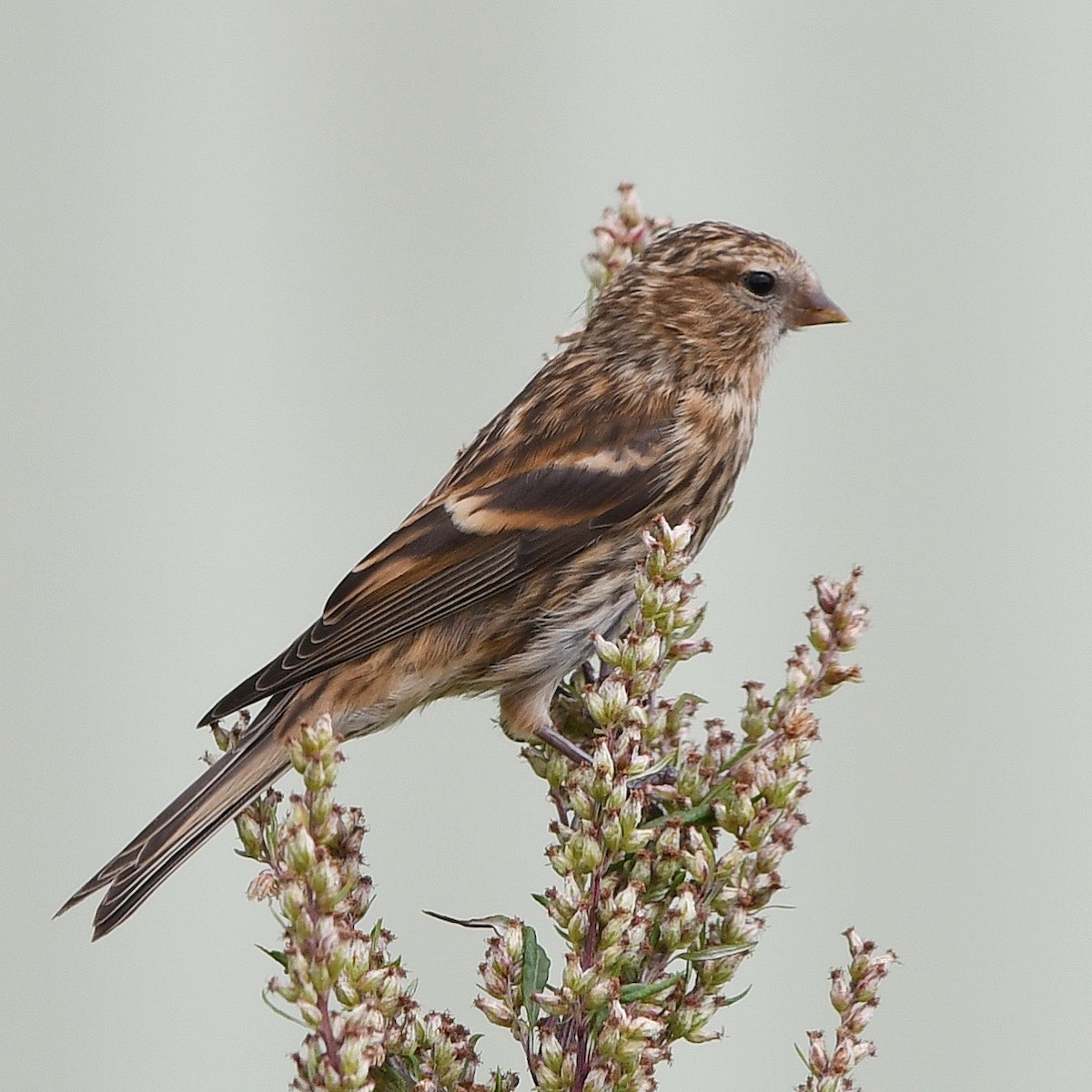 Sizerin flammé (cabaret) - ML646004726