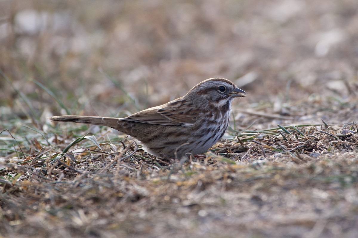 Song Sparrow - ML646004727