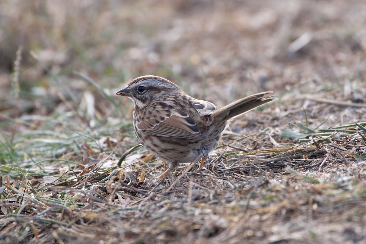 Song Sparrow - ML646004728