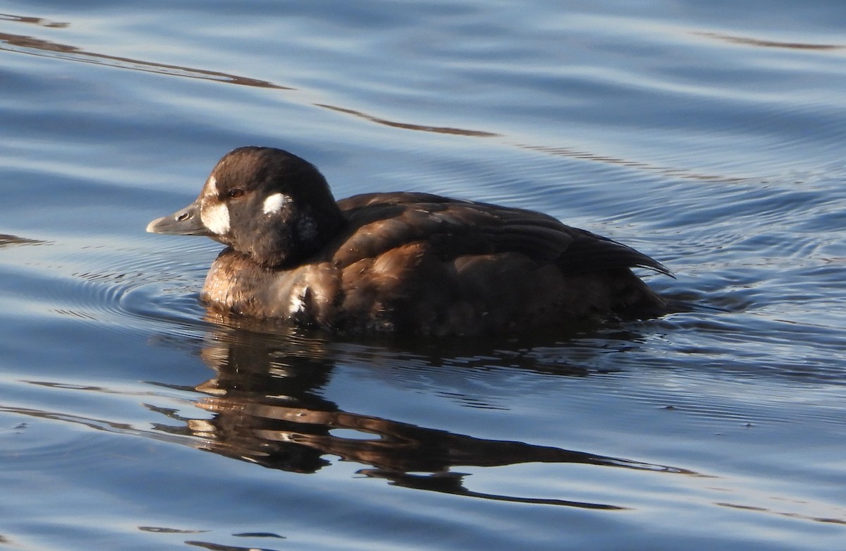 Harlequin Duck - ML646004745