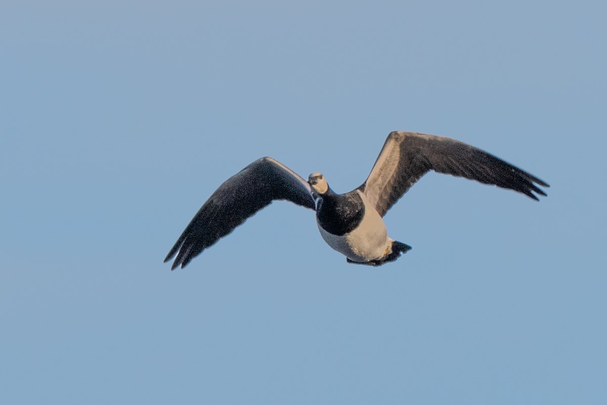 Weißwangengans - ML646004747