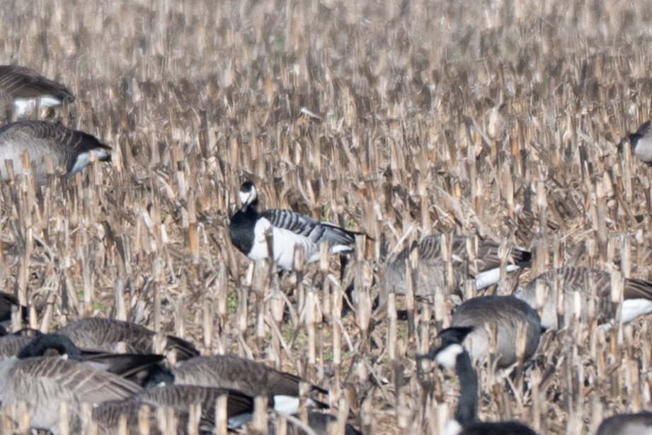 Weißwangengans - ML646004748