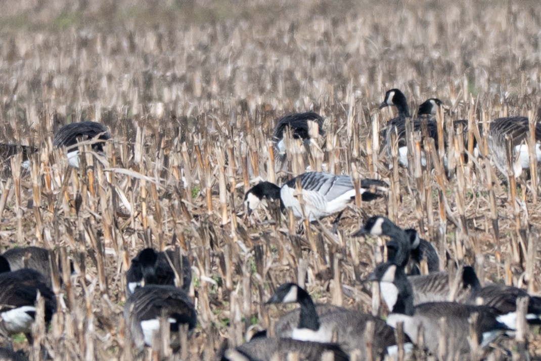 Weißwangengans - ML646004749