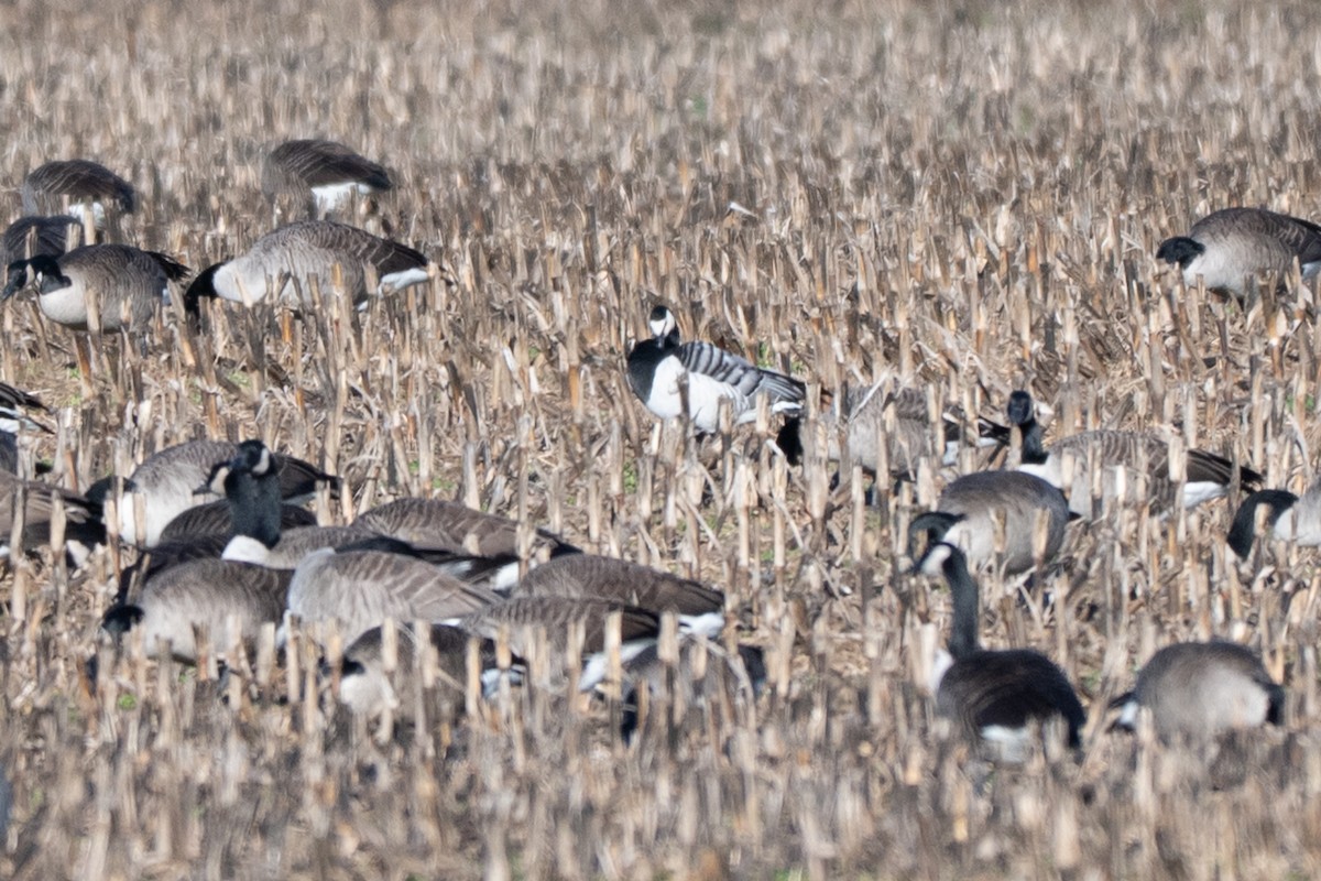 Weißwangengans - ML646004750