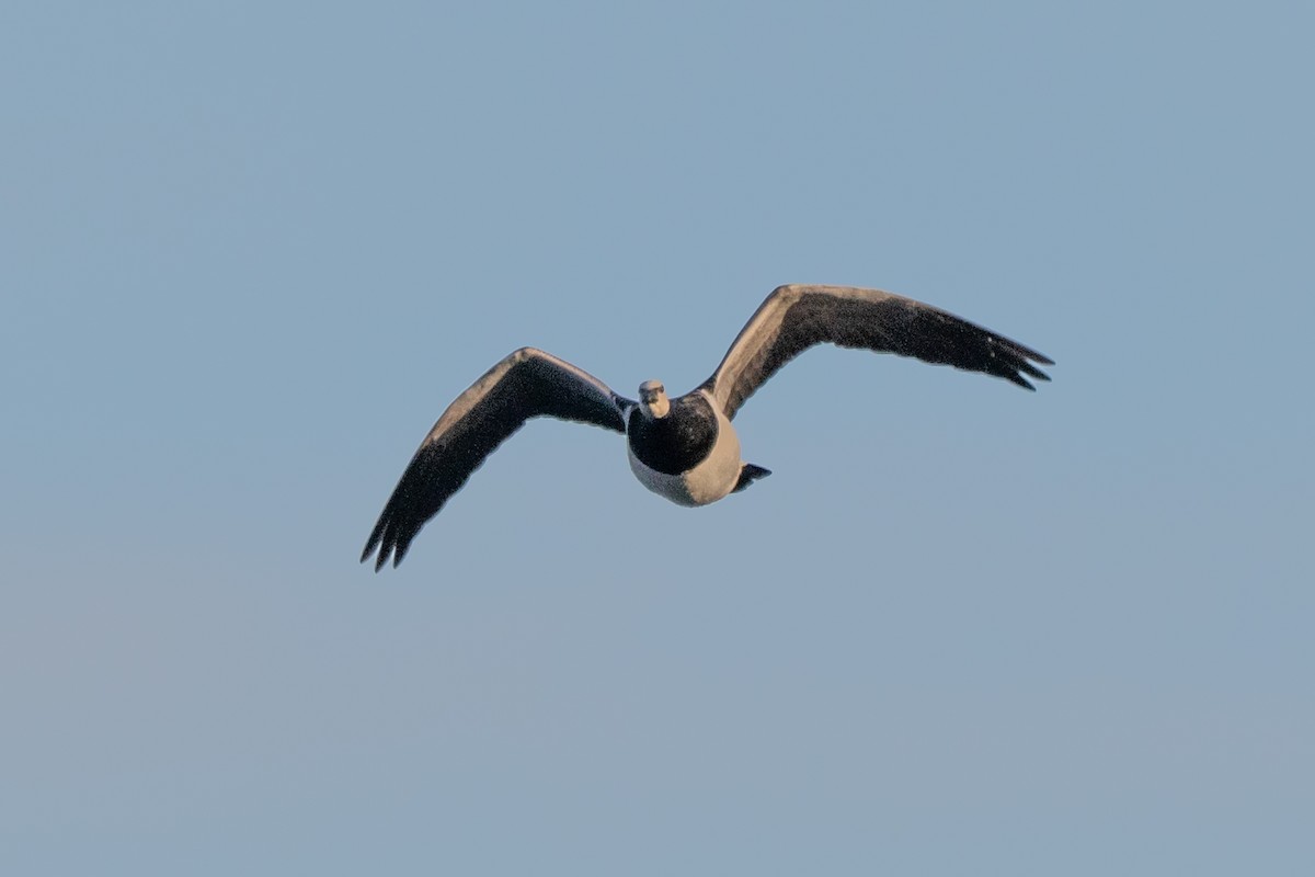 Weißwangengans - ML646004752