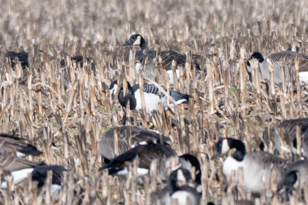 Weißwangengans - ML646004753