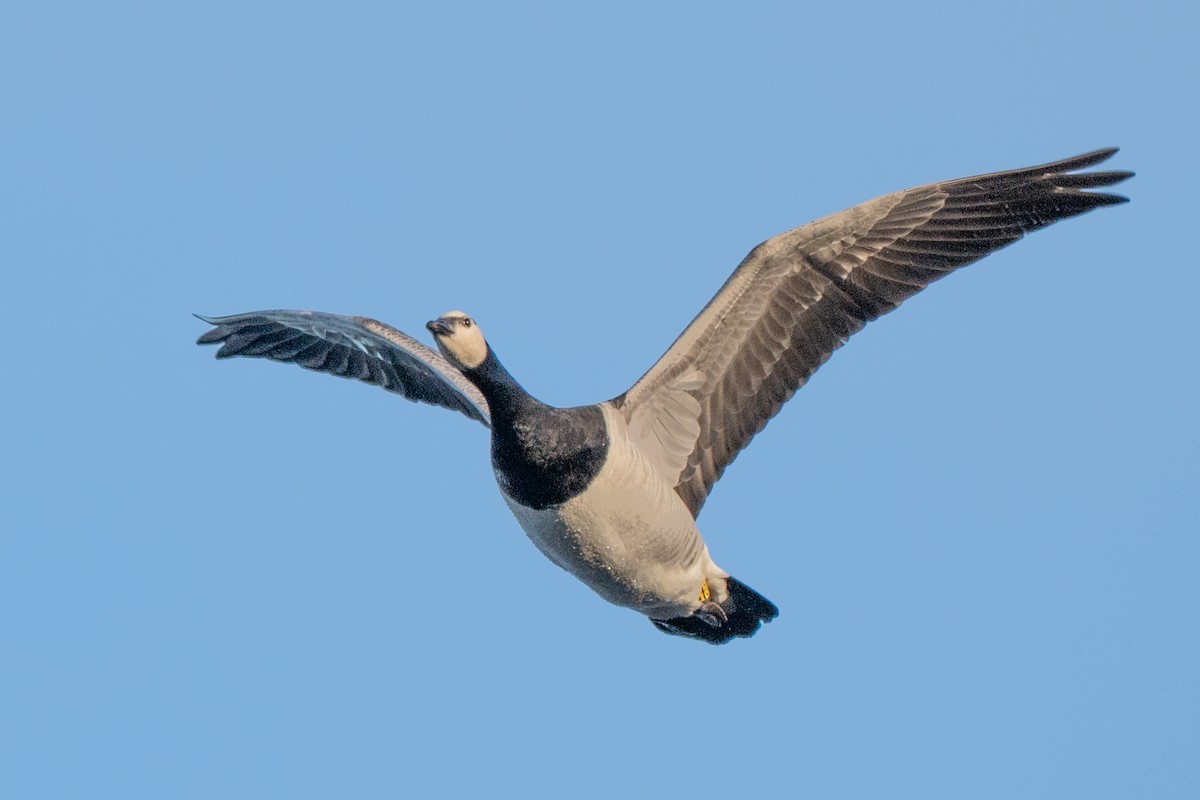 Weißwangengans - ML646004754