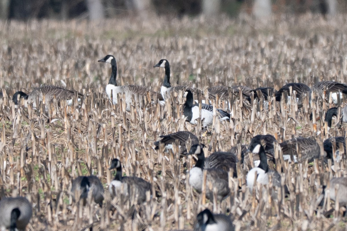 Weißwangengans - ML646004755