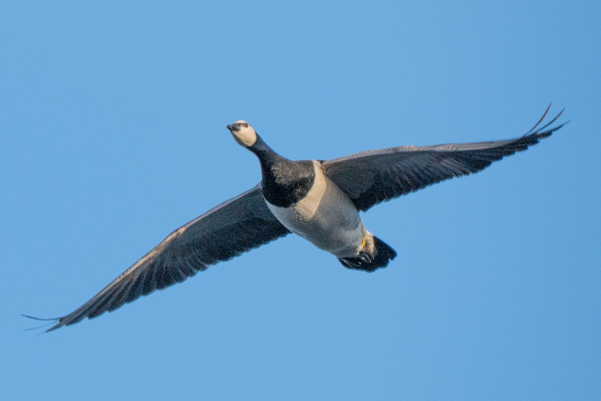 Weißwangengans - ML646004756