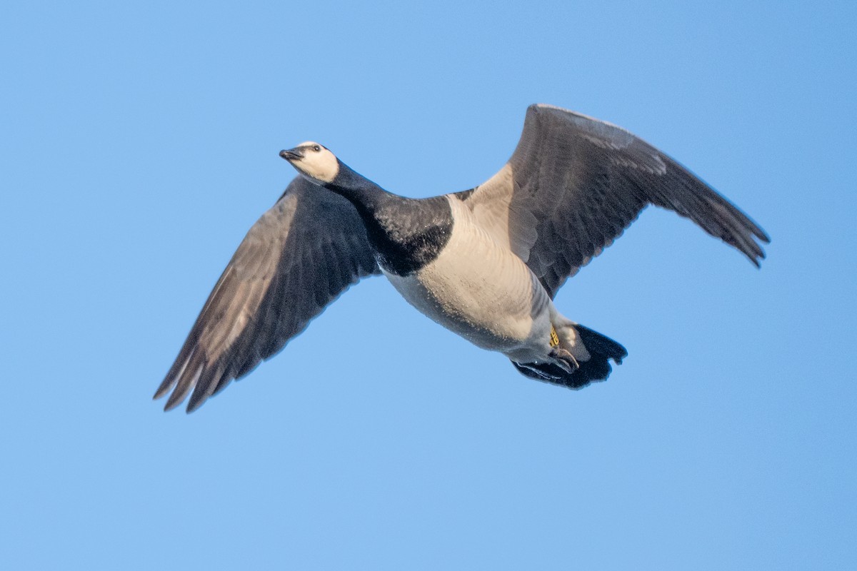 Weißwangengans - ML646004757